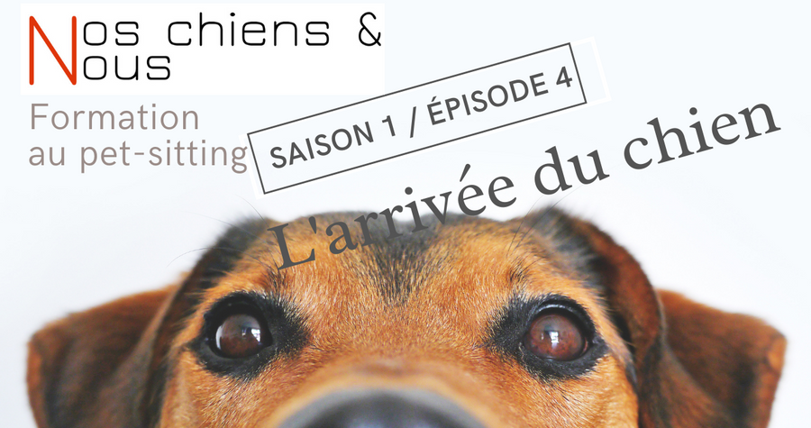 L'arrivee du chien